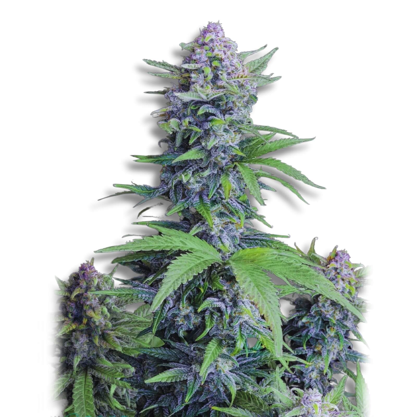 Tropicana Cookies Auto рџќє Award Winning Autoflower Seeds